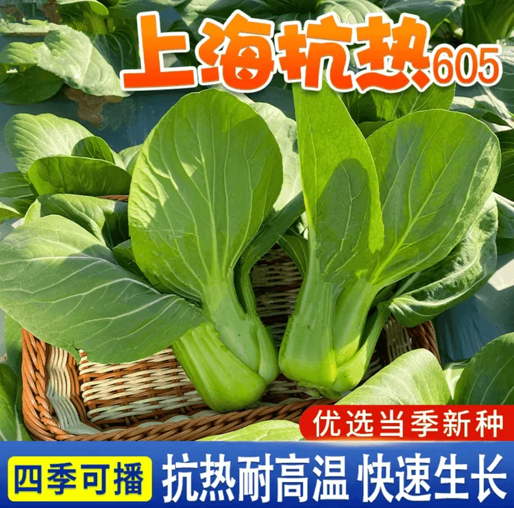 抗热青梗菜青菜种子夏季耐热阳台蔬菜上海青种籽四季农家庭院蔬菜