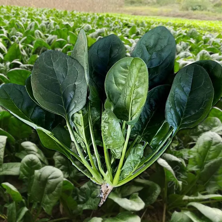 菠菜种子大叶四季蔬菜秋冬籽种阳台种籽抗热种耐寒抗冻简单家庭种