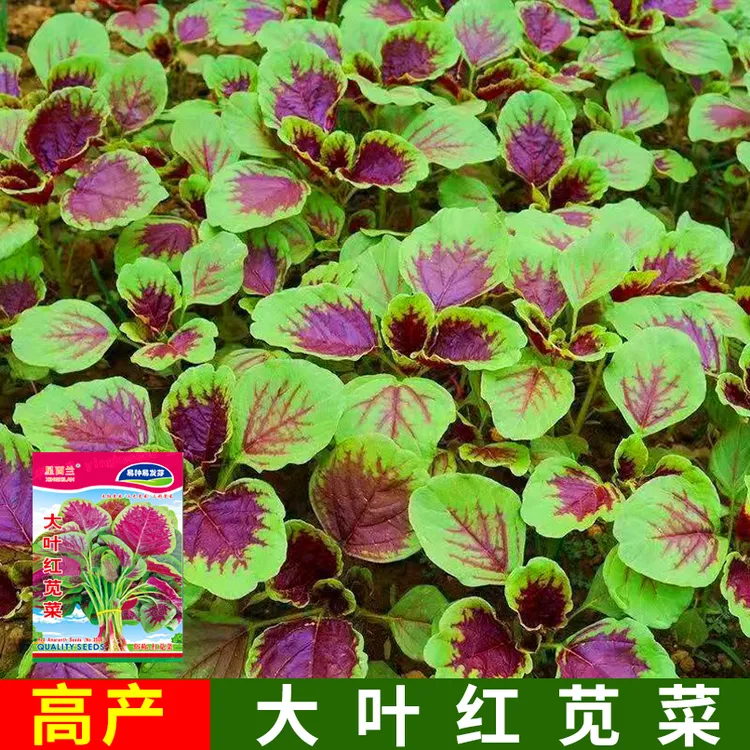 红苋菜种子大叶红苋菜四季图片播种蔬菜种子耐寒红色耐热寒苋菜籽