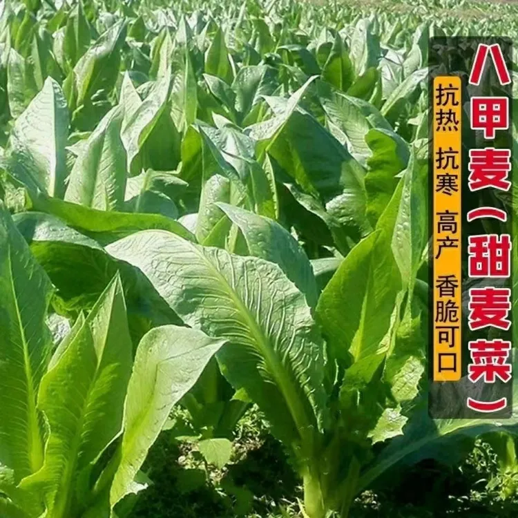 大宽叶八甲麦甜麦菜种子八甲唛油麦菜种籽菊苣蔬菜白麦菜优质种植
