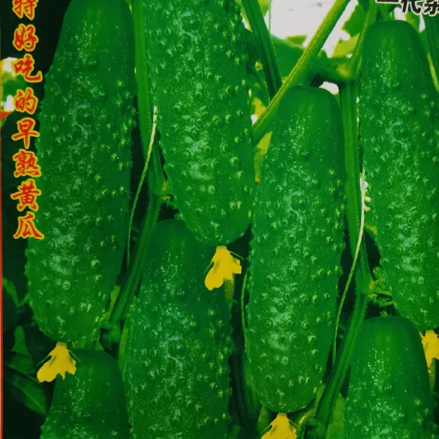 早熟黄瓜种子水果黄瓜种子新老包装随机正宗基地直发