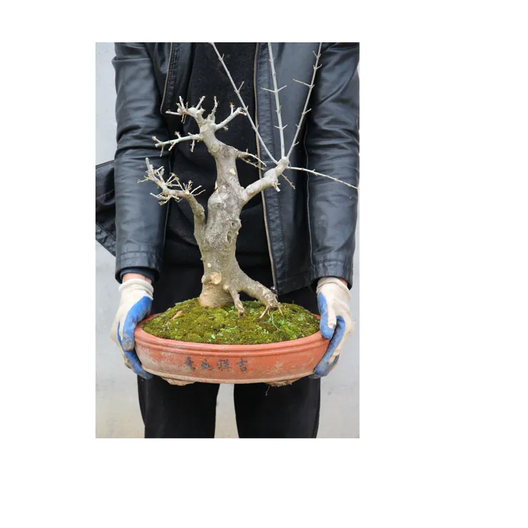 对节白蜡阳台岭南手法修剪盆景