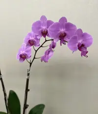 蝴蝶兰———(明尼阿波利斯)(任意两颗包邮只拍一颗发苗)
