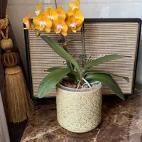 蝴蝶兰———(拉斯维加斯)卖苗(任意两颗包邮只拍一颗发苗)