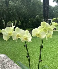 蝴蝶兰———(绿地球)(任意两颗包邮只拍一颗发苗)