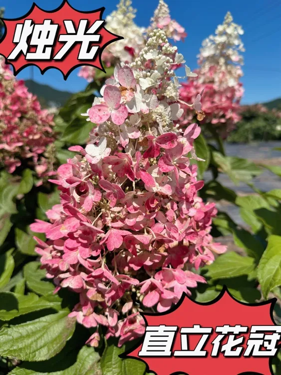 不倒扶直立圆锥花冠绣球木绣球花期100天两年半裸根苗
