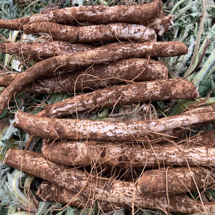 现挖新鲜马刺根鸡翅根老虎刺大蓟刺萝卜炖鸡炖排骨农家自种