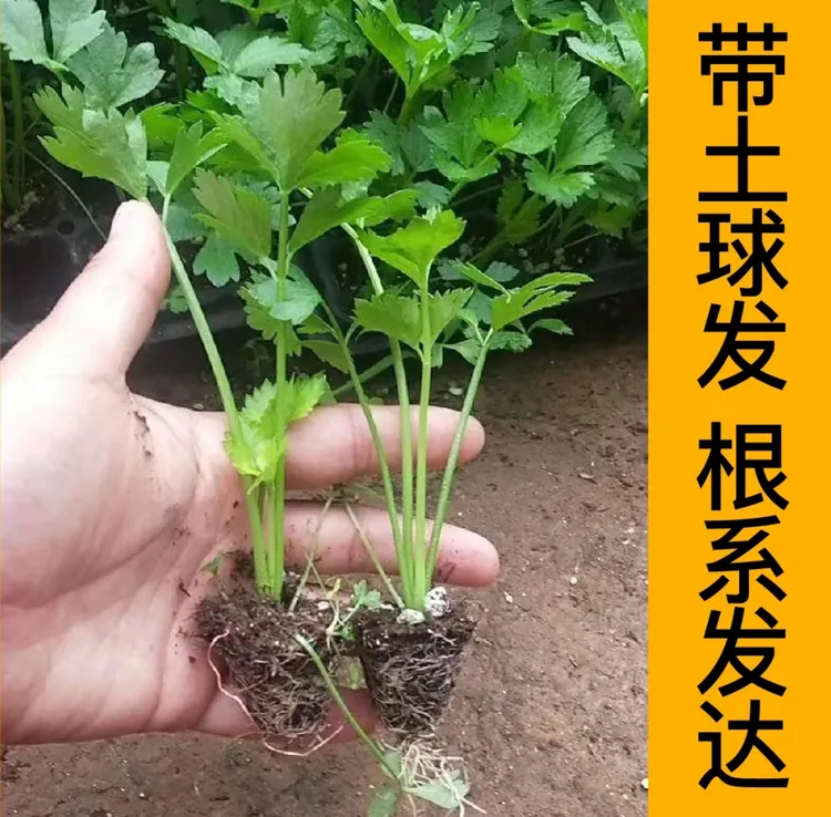【山东寿光发货对版芹菜苗】皇后大西芹四季小香芹阳台盆栽小院种植