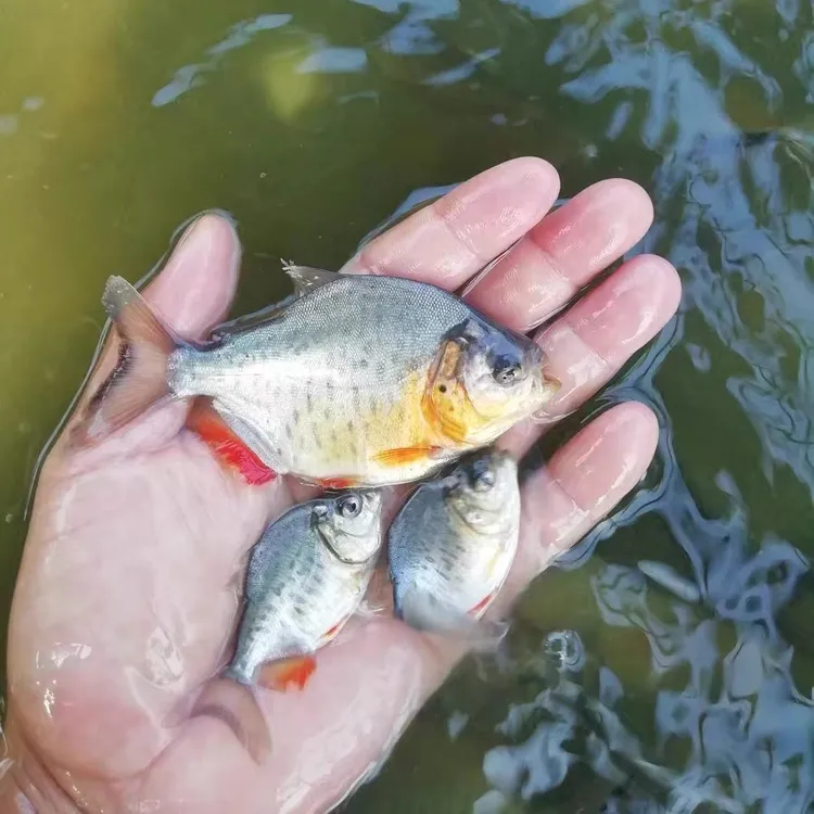 鲳鱼苗红鲳鱼苗白鲳鲳红鲳鱼苗鱼塘养殖包邮鱼儿包邮包活