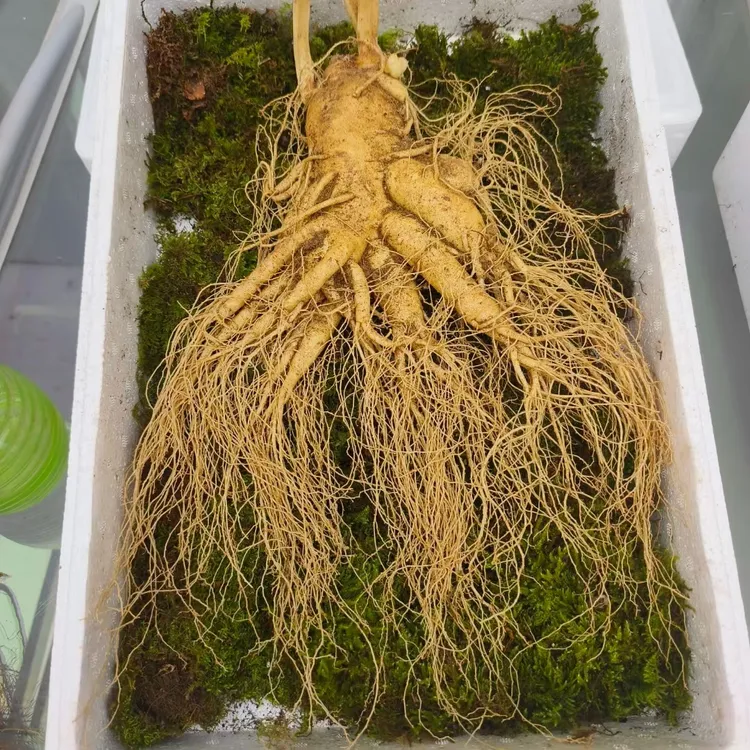 长白山鲜人参单支人参350克七两豪华版送礼泡酒（清洗不支持退货）