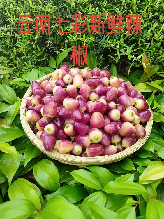 云南特产现摘七彩辣椒七彩椒五彩椒新鲜蔬菜可腌制五彩泡椒灯笼椒