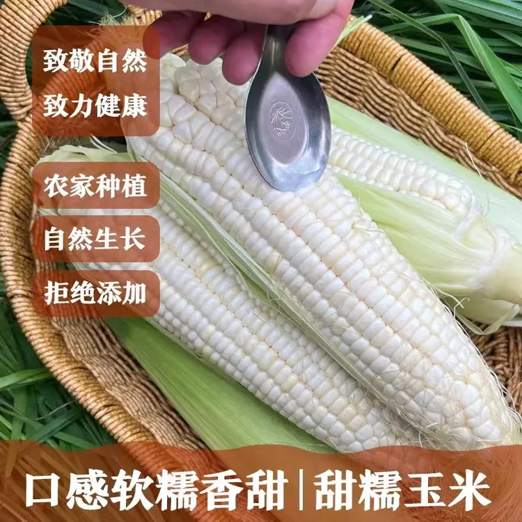 河南本地白甜糯玉米农家自家种植现摘现发白糯玉米新鲜香甜饱满脆