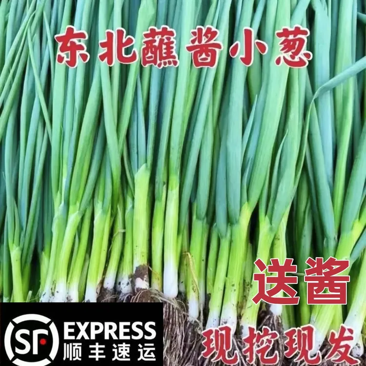 【顺丰】正宗东北农家小葱新鲜现挖现发蘸酱菜对折发货1/2/3斤