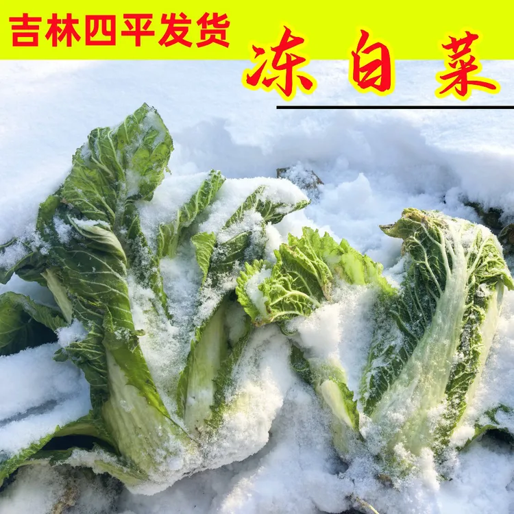 东北冻白菜3斤5斤半包心小颗菜绿叶黄心冻白菜蘸酱菜