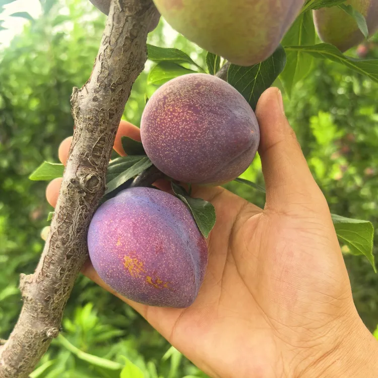 【顺丰包邮】东北桃李子吉盛李子鸡心李子