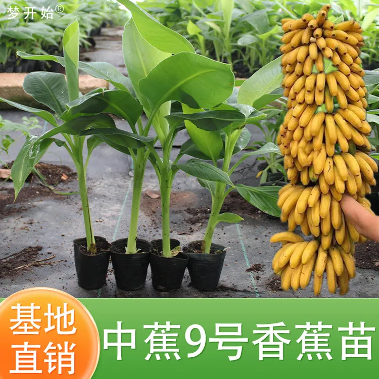 香蕉树苗芭蕉树小米蕉苗粉蕉皇帝焦西贡蕉红蕉中蕉9号带营养杯发