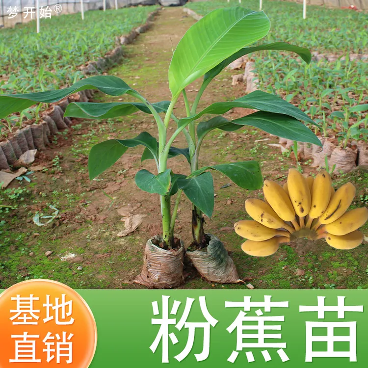 香蕉树苗芭蕉树苹果蕉粉蕉耐寒盆栽矮化香蕉果树苗南方种植