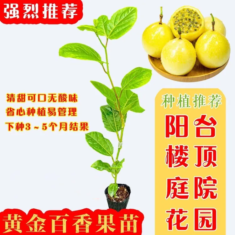 纯甜黄金9号百香果苗台农嫁接四季爬藤南北当年结果庭院阳台盆栽