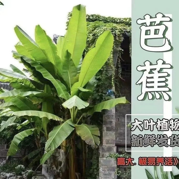 芭蕉树苗盆栽适合耐寒暴晒植物工程绿化绿植大型庭院花园观叶盆景