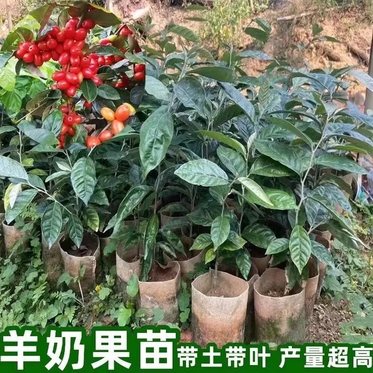 羊奶果树苗新品纯甜当年结果果苗盆栽南北方种植当年结果