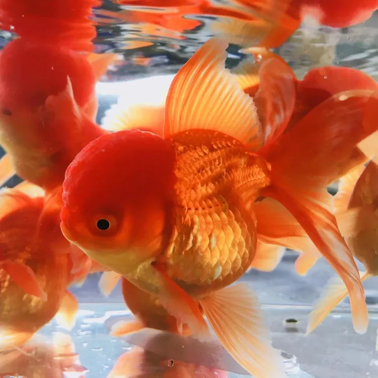 狮子头金鱼国狮金鱼鱼苗新手入门好养易活冷水养鱼大头瘤红国狮