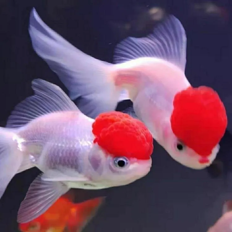 金鱼鸿运当头观赏鱼鹤顶丹顶红冷水鱼红狮头好养易活小金鱼