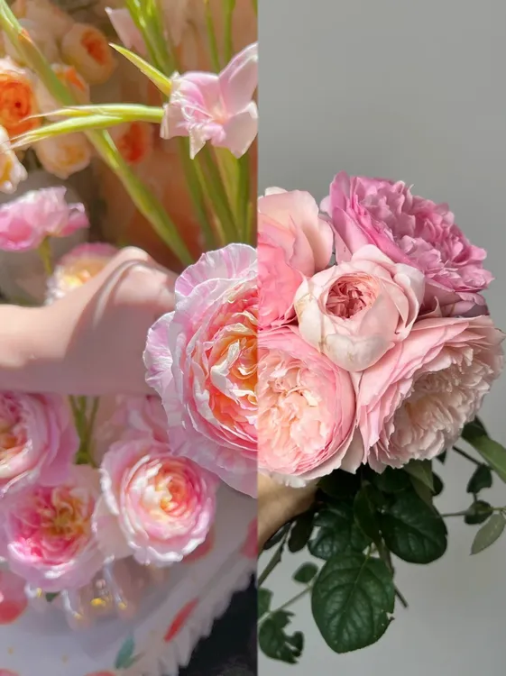 花朝家拍一发二两 瑞典女王＋克劳德莫奈庭院阳台花园盆栽地栽月季