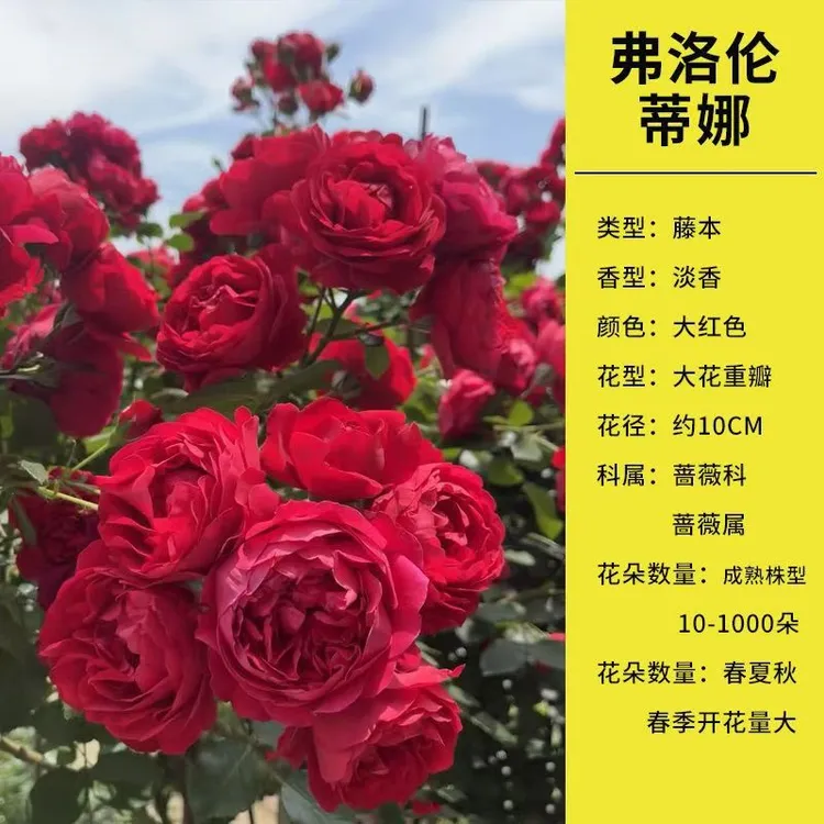 爬藤月季精品大苗浓香大花造型拱门蔷薇多季节开花大苗发货原盆土