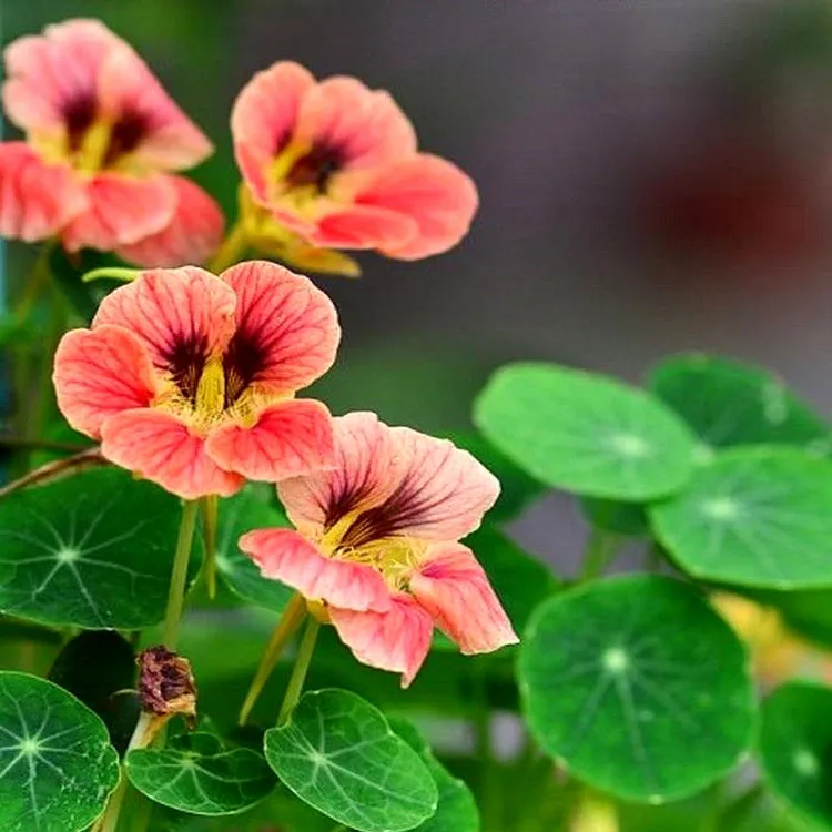 旱金莲种子活好养多年生庭院阳台爬藤盆栽家庭花草花籽花卉植物