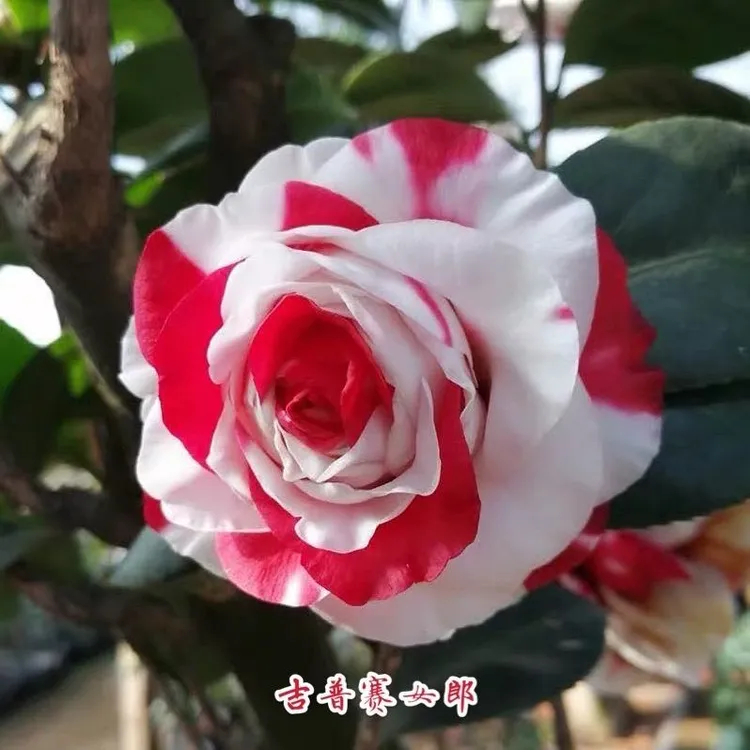 吉普赛女郎大红白斑茶花室内室外庭院地栽精品山茶花
