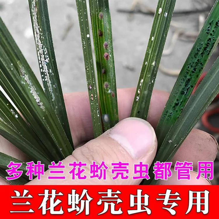 兰花蚧壳虫专用药蚧必治杀虫剂除各种花卉兰草介壳虫小白点虫花药