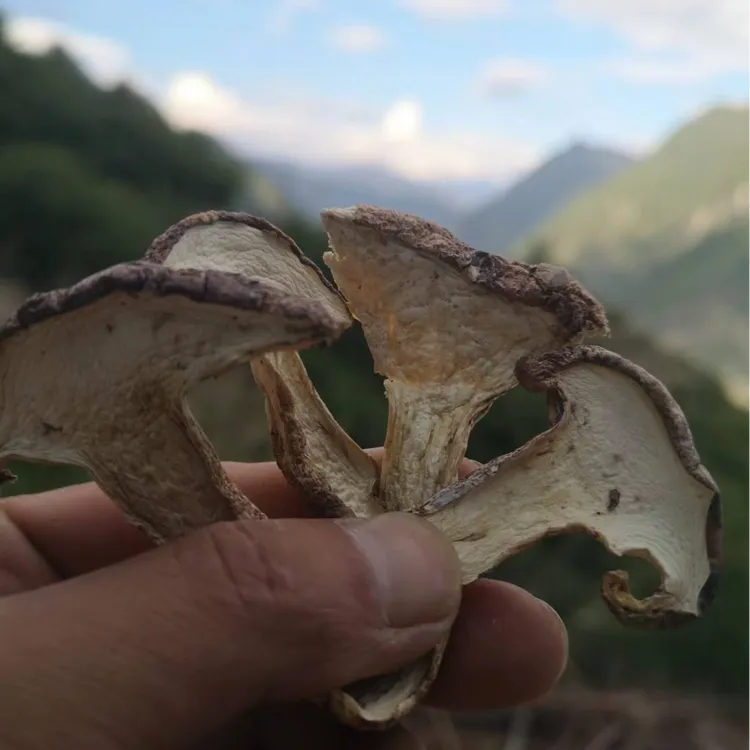 下山货高原特产青冈菌正宗鲜香味美菌菇产地直发煲汤炖肉青杠菌