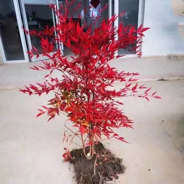 南天竹庭院造景室内种植一年四季都叶盆栽火焰树红色