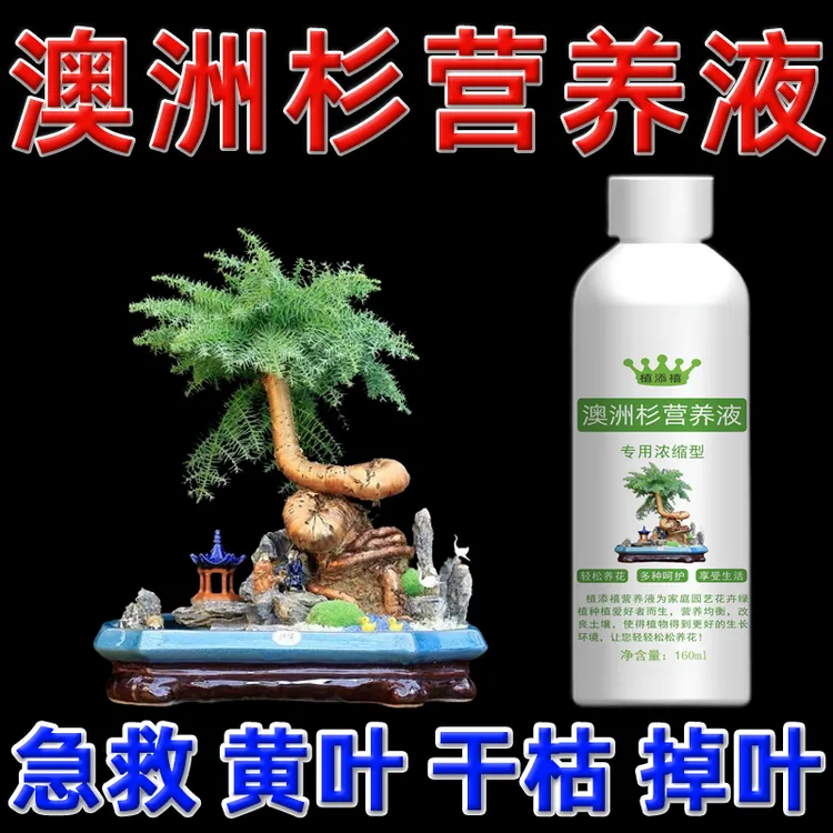 澳洲杉专用肥料营养液盆栽澳洲杉盆景专用肥家用花肥黄叶掉叶干枯