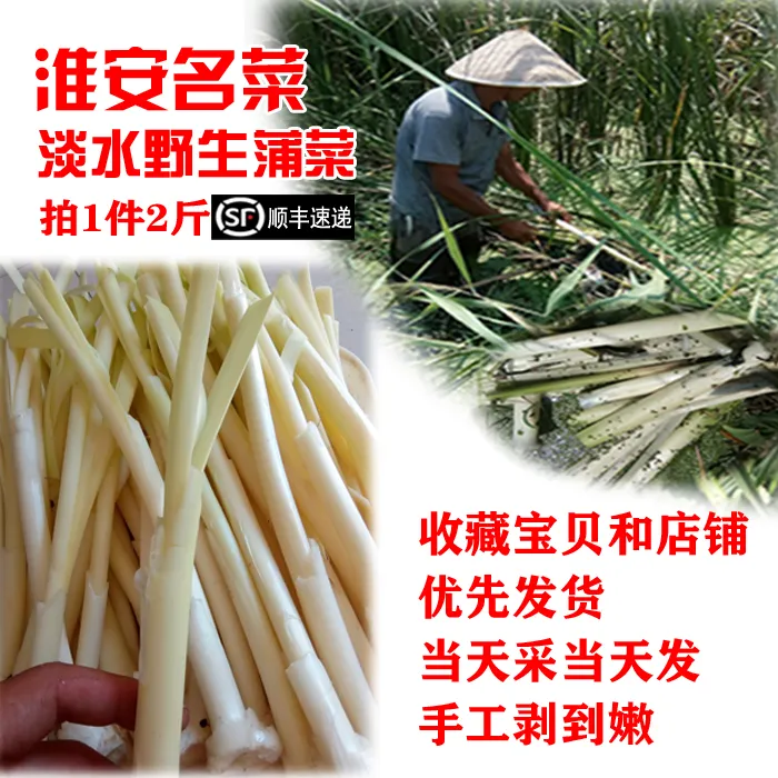 2斤发顺丰净蒲菜10月鲜嫩野菜茭白淮安菜新蔬菜蒲笋儿菜水生竹笋