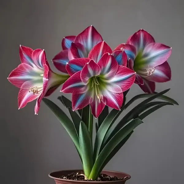 【常年开花】重瓣朱顶红种根盆栽花卉植物客厅绿植花卉大全好养活