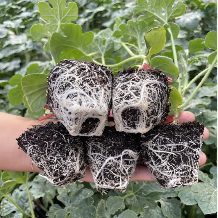 春季蔬菜苗嫁接西瓜苗番茄苗西瓜秧苗8424冰糖麒麟瓜苗西瓜嫁接苗