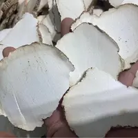 【虎乳菌】深山老林采挖虎奶菌根切片白色干货250g