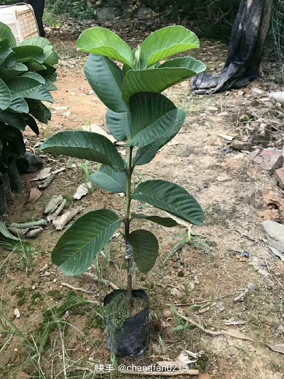 四季梨,多次开花