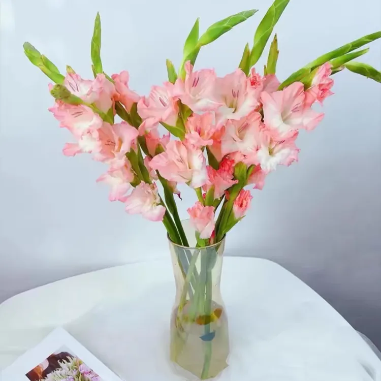 浓香型混色剑兰种球浓郁兰花种庭院阳台盆栽花卉植物开花四季种植