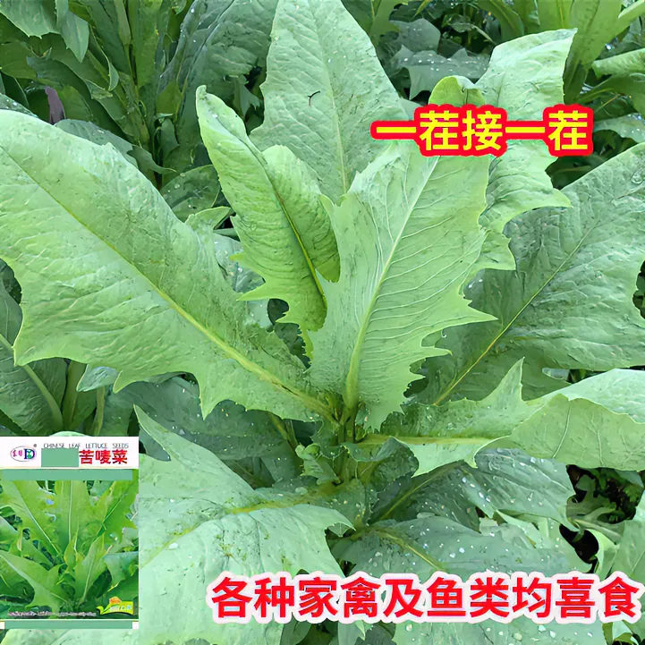 【苦麦菜种子】精选苦麦菜养鹅牧草种子鱼猪鸡鸭鹅四季耐热良种蔬菜