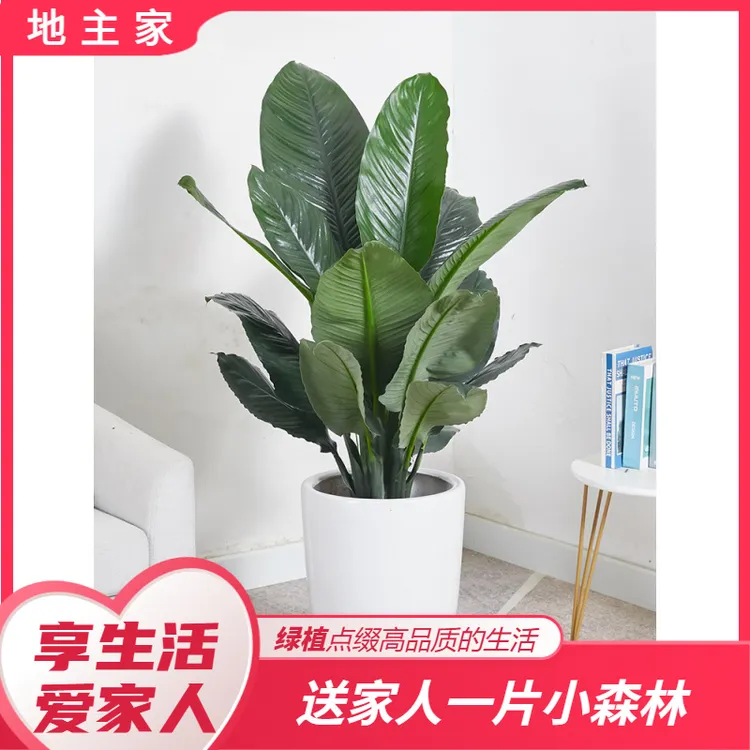 绿巨人室内盆栽 大叶植物 大型客厅阳台净空气除甲醛易养活好养