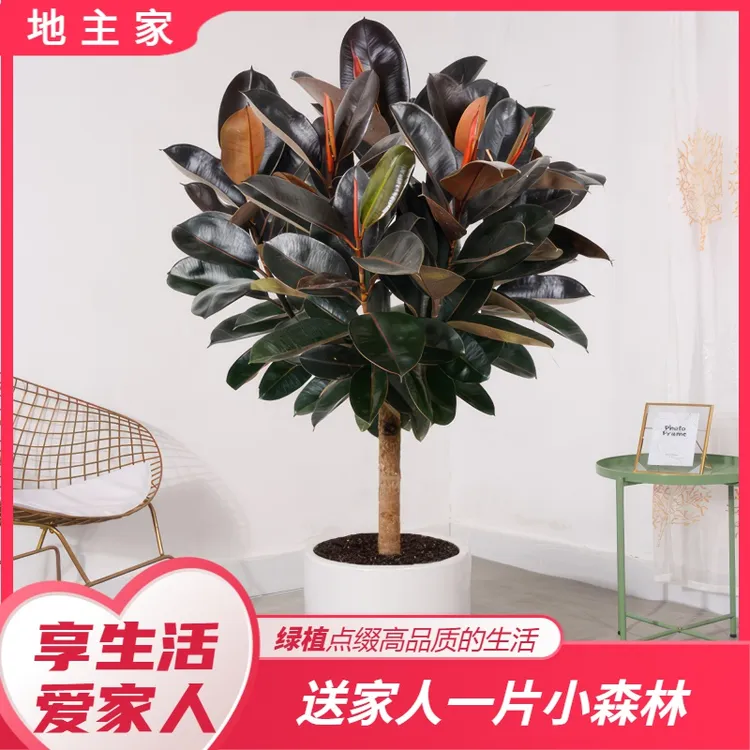 黑金刚橡皮树室内办公室轻奢大型绿植老桩棒棒糖造型净化空气好养