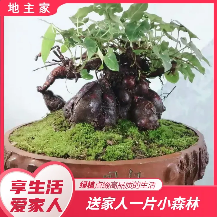 何首乌盆栽爬藤何首乌何首乌盆景种植苗子中草药种植室内阳台可食