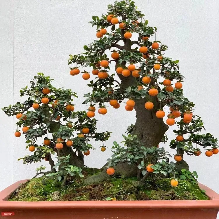 金弹子直播间一物一拍  ，图片仅供参考