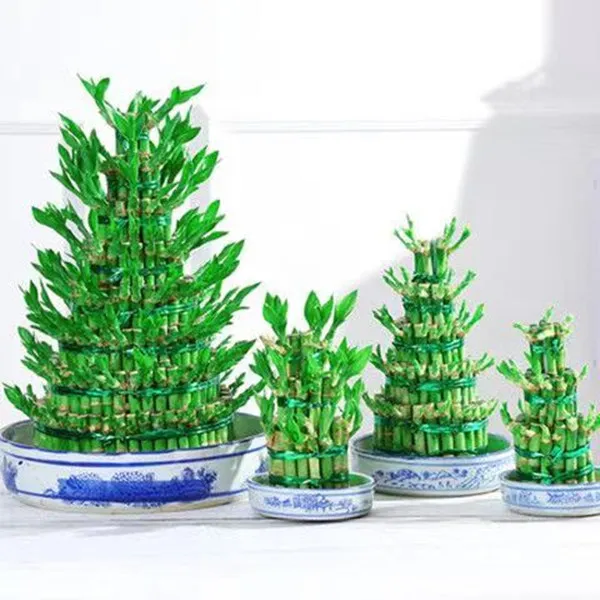 节节高富贵竹水培室内盆栽花卉植物竹塔转运招财发财竹办公室