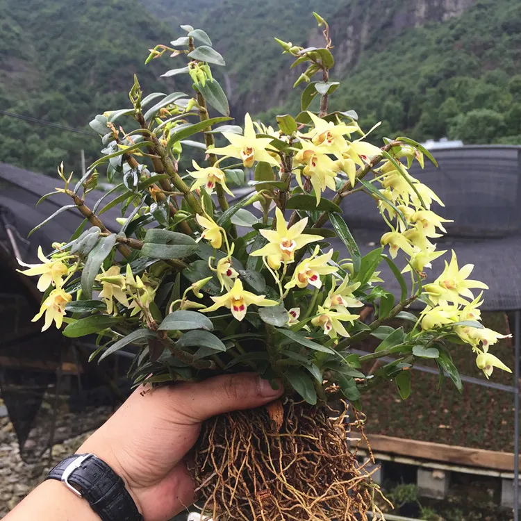 铁皮石斛苗盆栽花卉绿植石斛枫斗种苗可食用吊兰大苗栽培春季清香