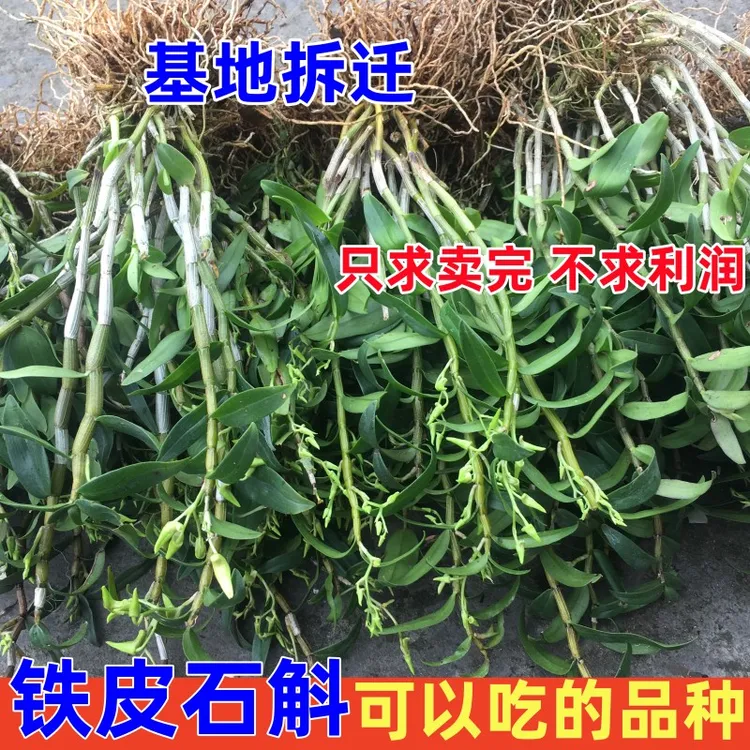 基地直销 铁皮石斛苗三年成熟苗6月开花  一斤批发