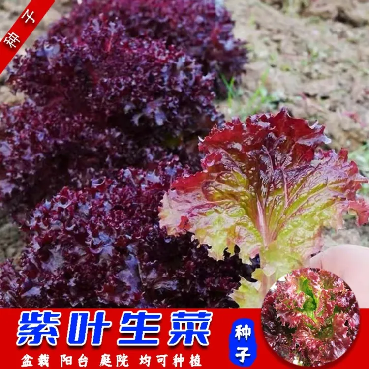 紫叶生菜种子四季阳台盆栽庭院种植紫色可口可涮可拌可炒