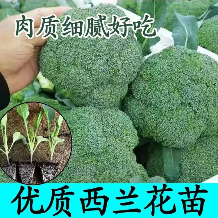 优质西兰花种苗高产露天种植青梗菜青花菜阳台盆栽耐寒抗冻蔬菜苗